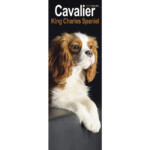 Cavalier King Charles Spaniel Kalender 2023 Kaufen Fotos Von